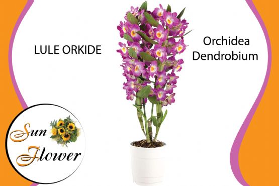 Lule Orchidea Dendrobium nga SUN FLOWER ALBANIA